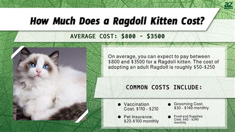 Ragdoll Cat Prices in 2024: Purchase Cost, Vet Bills, and Other .